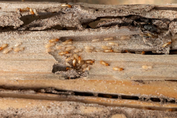 Best Termite Control Services  in Johns Creek, GA